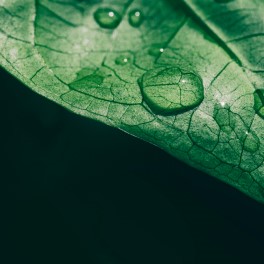 leaf with a drop of water